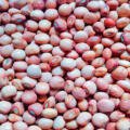 ATUR AGRI LIMITED – Today Special Update