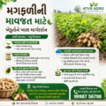 🌱 મગફળીની માવજત માટે ખેડૂતોને ખાસ માર્ગદર્શન અતુર એગ્રી લિમિટેડ