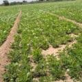 On-Site Farmer Support & Crop Advisory Visit |                          Atur Agri Limited