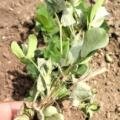 Protect Your Crop from Black Mold & White Mold/ATUR AGRI L.T.D