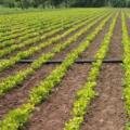 Groundnut Crop Health Assessment & Farmer Advisory