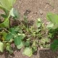🌾 Protect Your Crops in Humid Weather – Timely Control of Fungal Diseases is Essential