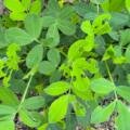 Atur Agri Limited’s Agricultural Service in Modhuka Village – Timely Guidance for Groundnut Crop Management