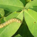 🥜 Increasing Caterpillar Infestation in Groundnut – Protect Your Crop with Timely Identification and Management