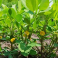 🌼 Achieve Higher Groundnut Yield with Proper Crop Management During the Flowering Stage