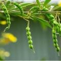 🌱 Atur Pigeon Pea Varieties – The Right Choice for Every Farmer 🌱ATUR AGRI L,T,D.