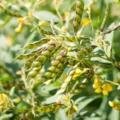 🌱 Atur Kanchan Pigeon Pea – More Pods, Better Grains, Greater Profit Potential!