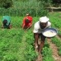 🌱 Fertilizer Management in Groundnut – The Right Fertilizer at the Right Time 🌱