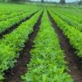 🌱 Farmer Visit and Crop Inspection by Atur Agri Limited/12/08/2026