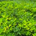 Don’t Ignore Leaf Spots – Identify Tikka Disease in Groundnut in Time/         ATUR AGRI LTD
