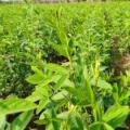 🌱 Pigeon Pea Crop Sowing and Crop Management /ATUR AGRI L,T,D.