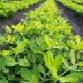 🌱 Detailed Report on the Proper Use of Water-Soluble Fertilizers in Groundnut