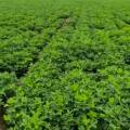 🌱 Agricultural Hydrogel — Prosperous Farming with Less Water! 💧🌾/ATUR  AGRI L,T,D.