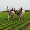 🌧️ Good News for Farmers – Good Rainfall Across the State Brings New Strength to Crops