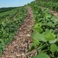 🌱 Healthy Soybean, Better Yield — Complete Crop Care Guide 🌾