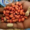 🌱 Now, Pay Special Attention to Seed Filling!/ ATUR AGRI L,T,D.