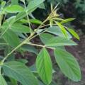 🌿 Special Crop Management for More Flowers and Pods in Pigeon Pea/Atur Agri Limited — Agricultural Guidance