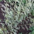 🌿 Take Special Care to Protect the Pigeon Pea Crop from Wilt Disease