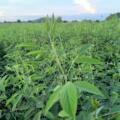 🌿 Special Crop Management for 60-Day-Old Pigeon Pea/atur agri l,t,d.