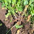 🌼 What should be done when fungal infection is observed in groundnut?