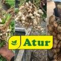 🌱 The Groundnut Plants Have Grown Large, but Pegs Are Fewer or Pod Formation Is Low — What Should Be Done?