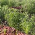 Talking About Cumin in the 2026–27 Winter Season