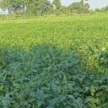 🌱 Farmer Mahipalsinh Jadeja is Happy with Atur Agri’s Soybean Seeds
