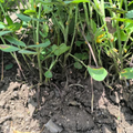🌾 Special Crop Management During the Pod-Filling Stage