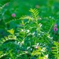 🌱 Atur 3 Chickpea Seeds — A New Step Towards Trust in Farming 🌾