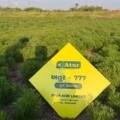 🌿 Atur 777 cumin – Towards Better Yield with Quality Seed