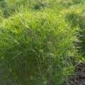 🌿 Atur Agri Cumin Seeds – A New Beginning of Trust with Quality