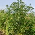 🌿 Atur 4 cumin – A Trusted Step Towards Quality Seed