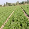 Atur 777 Cumin: Quality Seeds and Guidance for Scientific Farming