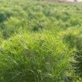 5 Important Tips for Successful Cumin Cultivation | Atur Agri Limited
