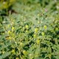 Rabi Season 2026–27: Essential Guidance for Chickpea Sowing