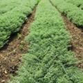 🌱 Atur 3 Chickpea — A New Step Towards Trust in Farming!
