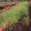 How to Successfully Cultivate Cumin with Limited Water?/ATUR AGRI LTD.