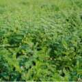 🌱 Atur B2 Chickpea – A Good Start, Hope for a Good Crop
