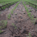 Pay Special Attention to These 5 Factors Before Sowing Chickpea!